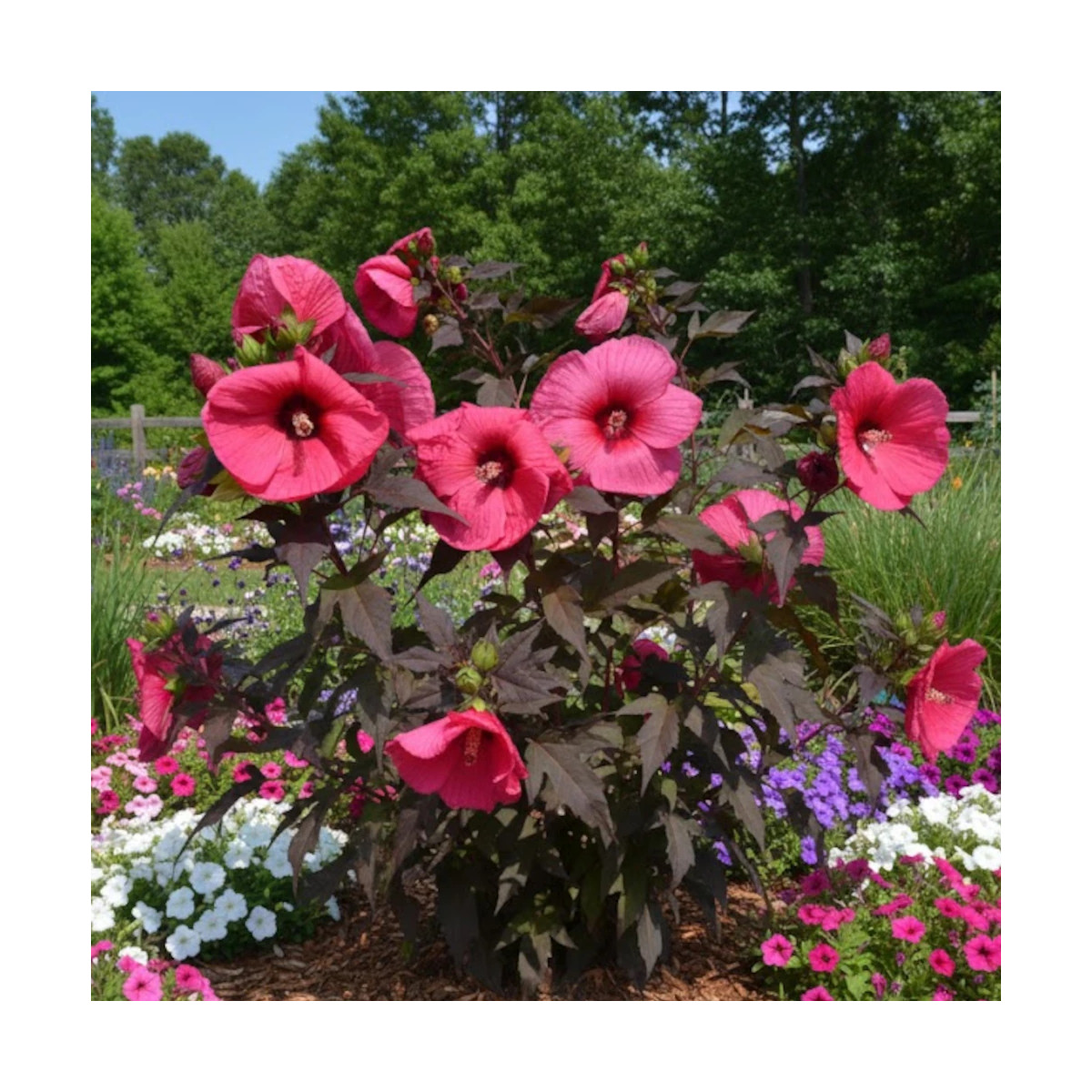 Hibiscus des marais Planet® Griotte 'Tangri'