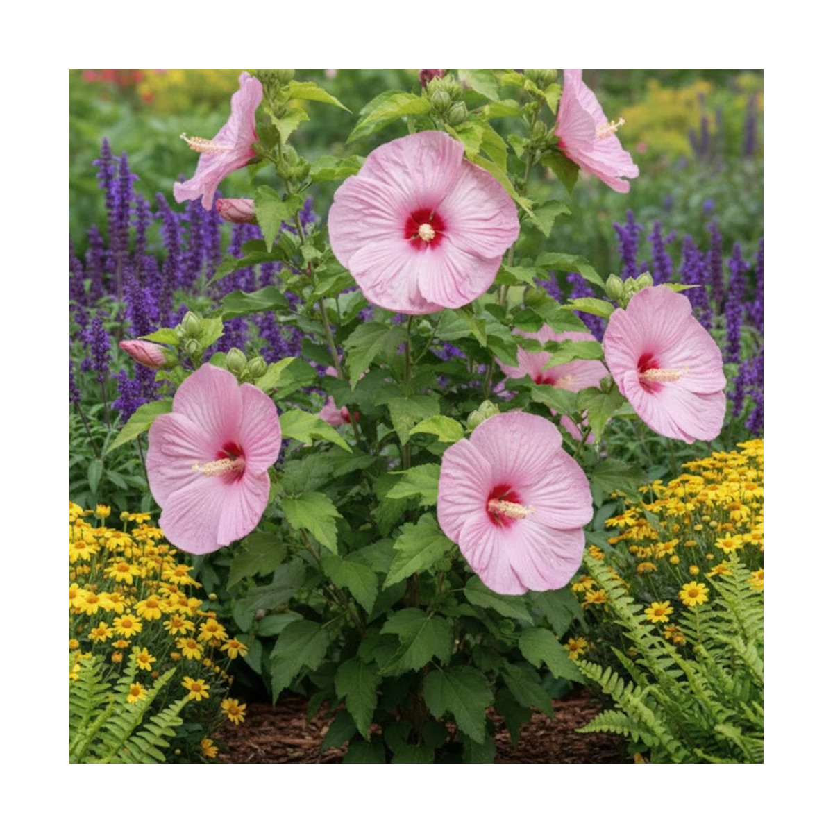 Hibiscus des marais Rose Clair
