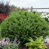 Houx crénelé Chat\'o® \'FarrowSK6\', Ilex crenata