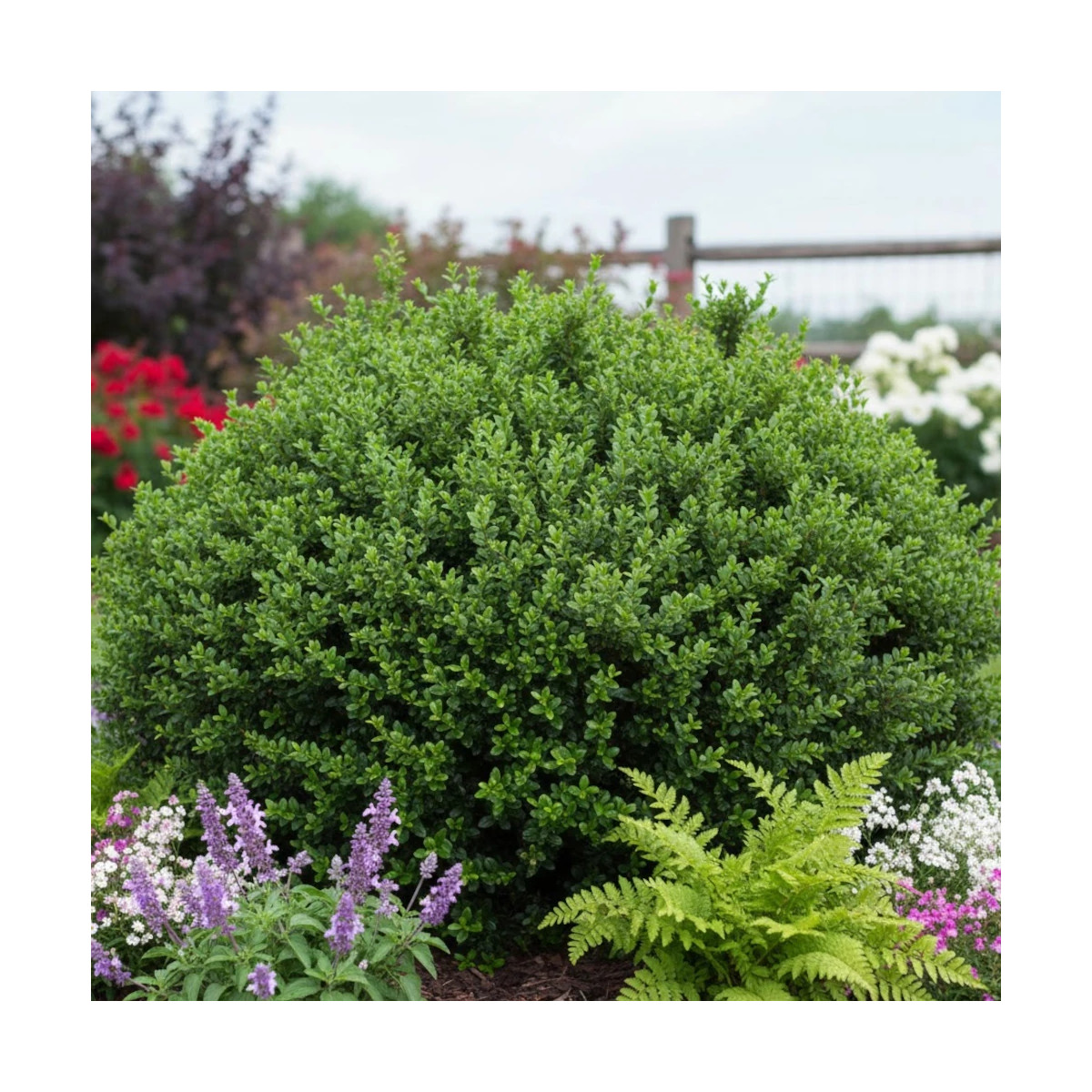 Houx crénelé Chat'o® 'FarrowSK6', Ilex crenata