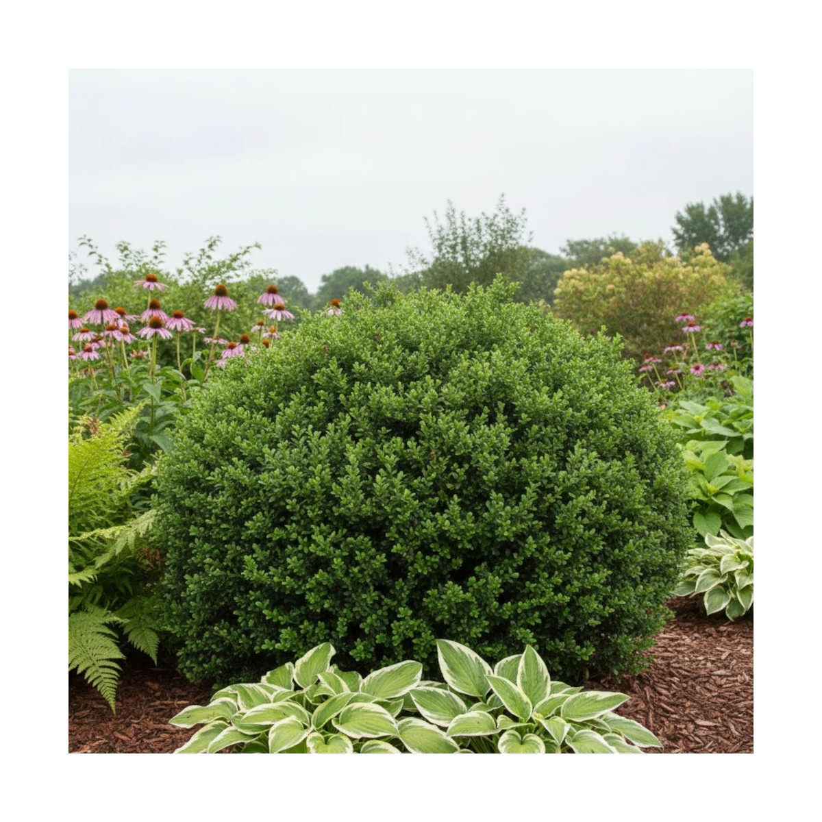 Houx crénelé Chat'o® 'FarrowSK6', Ilex crenata