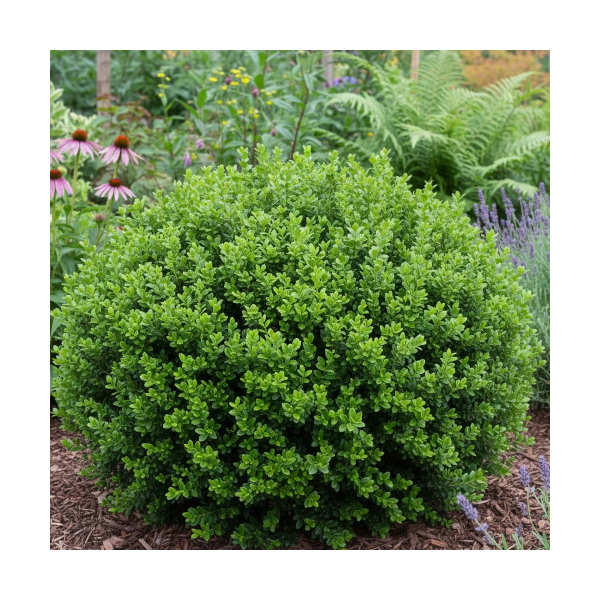 Houx crénelé Chat'o® 'FarrowSK6', Ilex crenata
