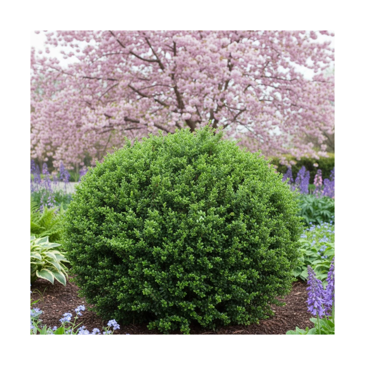 Houx crénelé Chat'o® 'FarrowSK6', Ilex crenata
