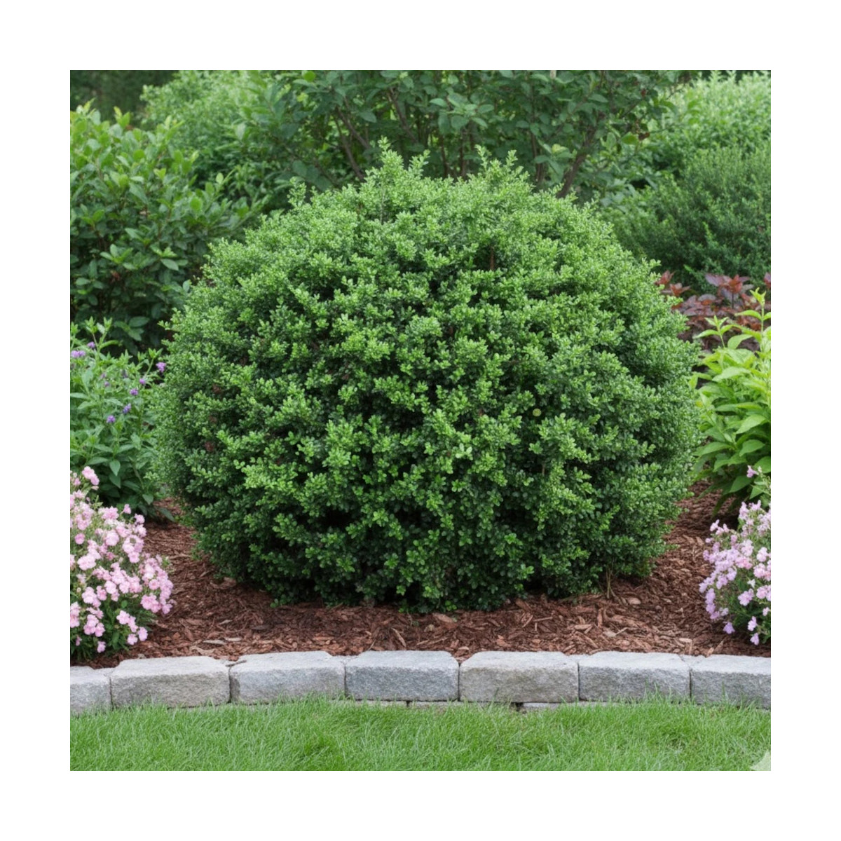 Houx crénelé Patti'o® 'FarrowSK6', Ilex crenata