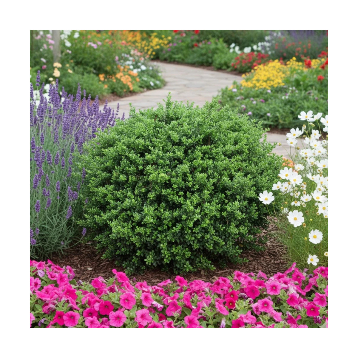 Houx crénelé Patti'o® 'FarrowSK6', Ilex crenata