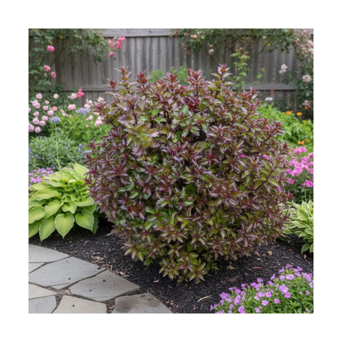 Houx nain MAGICAL® Little Rascal 'Mondo'