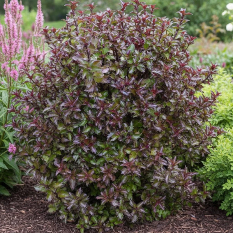 Houx nain MAGICAL® Little Rascal 'Mondo'