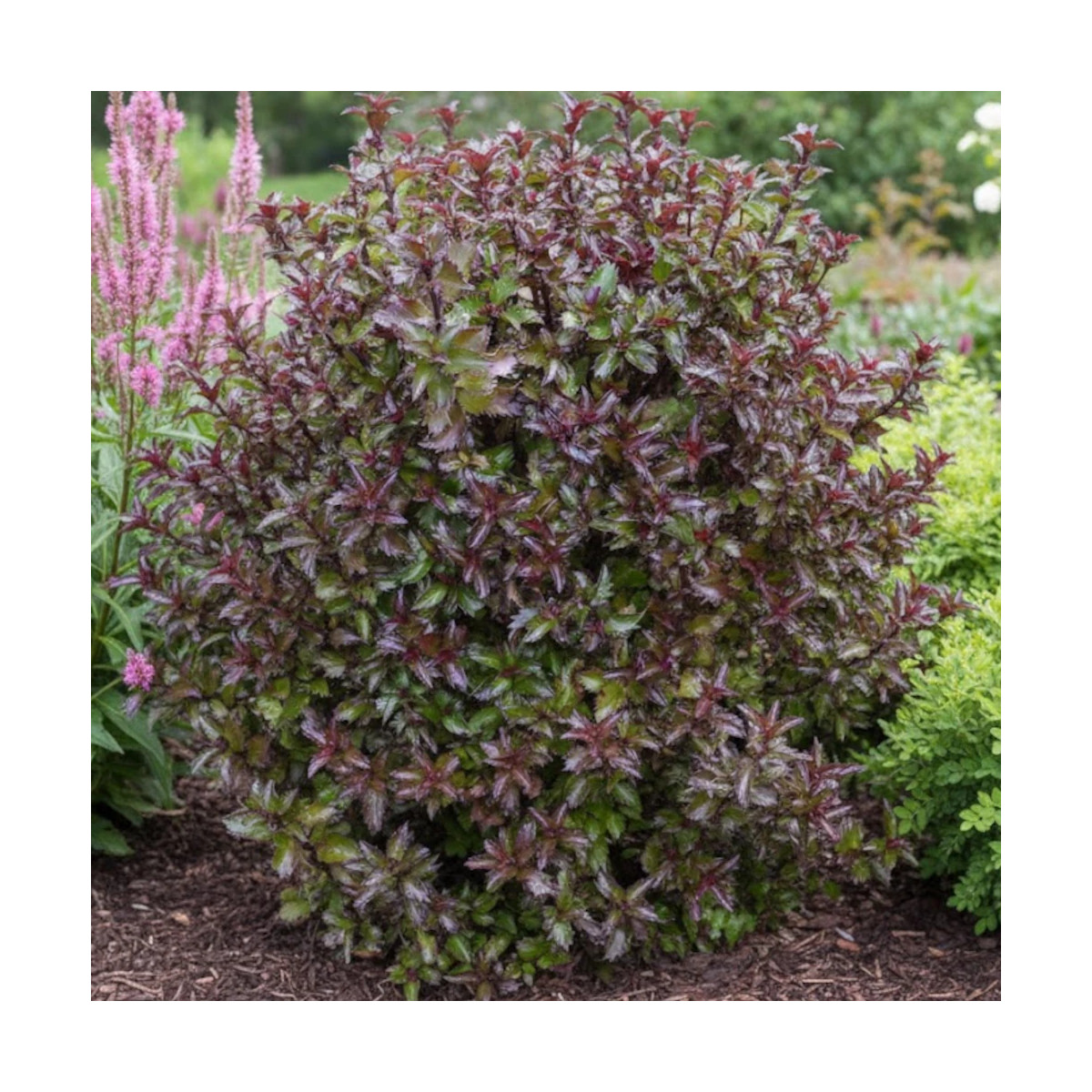 Houx nain MAGICAL® Little Rascal 'Mondo'
