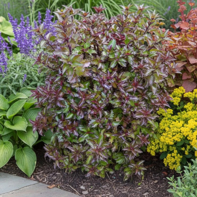 Houx nain MAGICAL® Little Rascal 'Mondo'