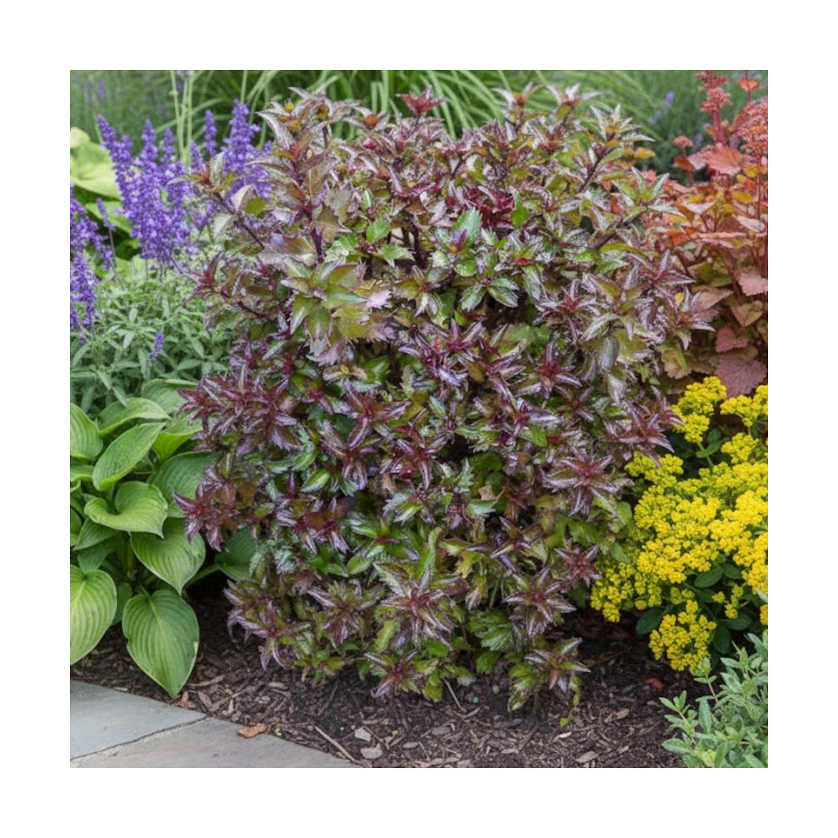 Houx nain MAGICAL® Little Rascal 'Mondo'