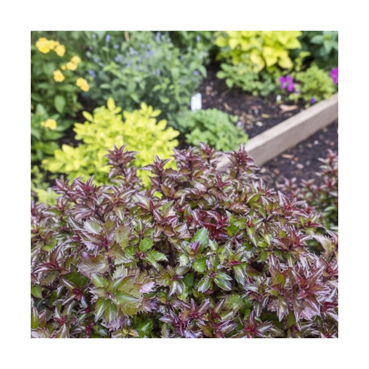 Houx nain MAGICAL® Little Rascal 'Mondo'