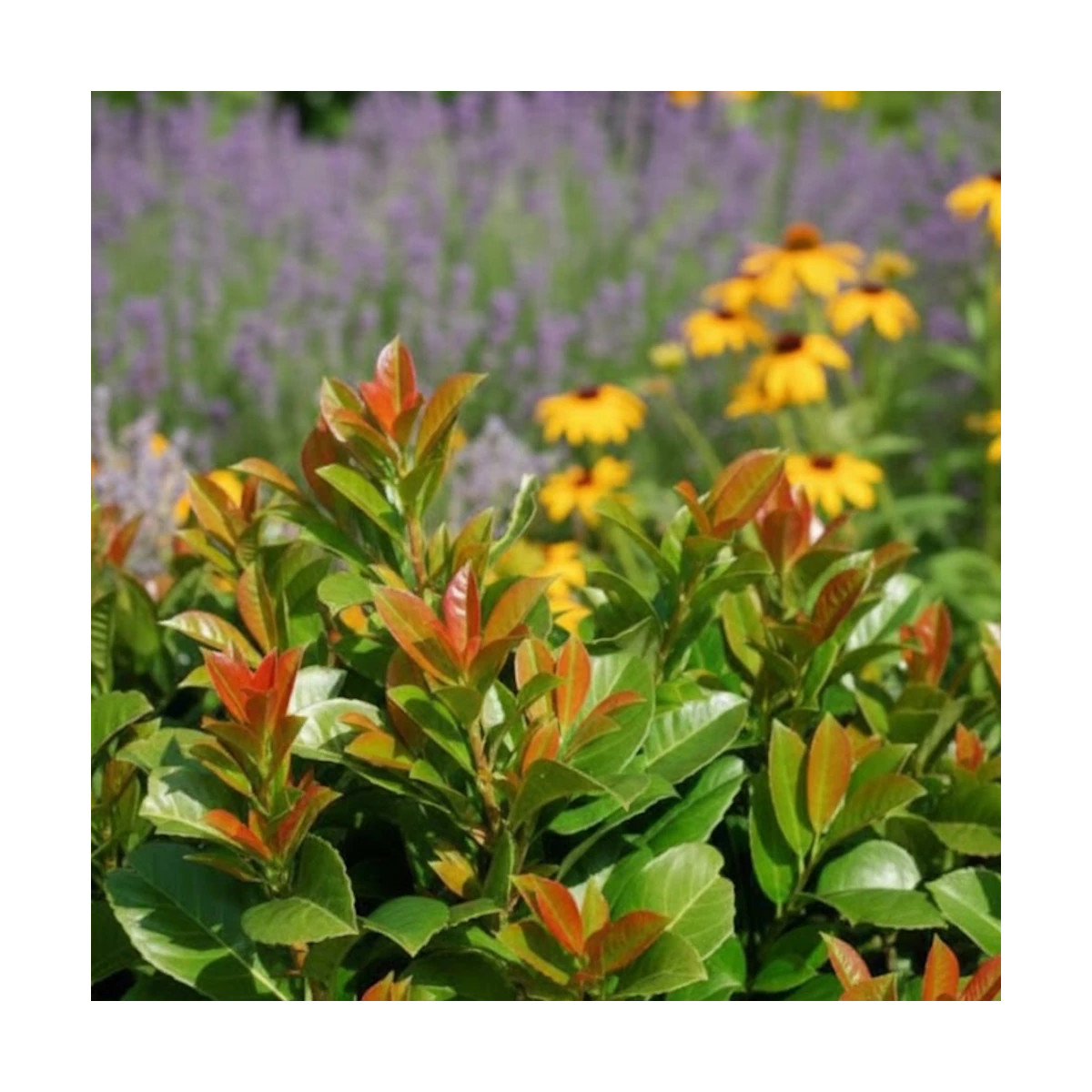 Laurier palme Etna® - SILENCE, ça pousse !, Laurier-cerise