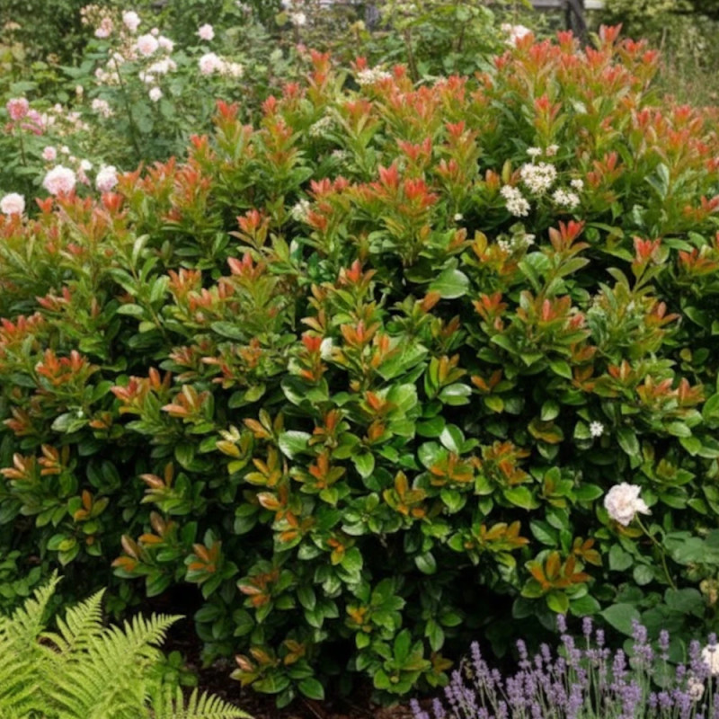 Laurier palme Etna® - SILENCE, ça pousse !, Laurier-cerise