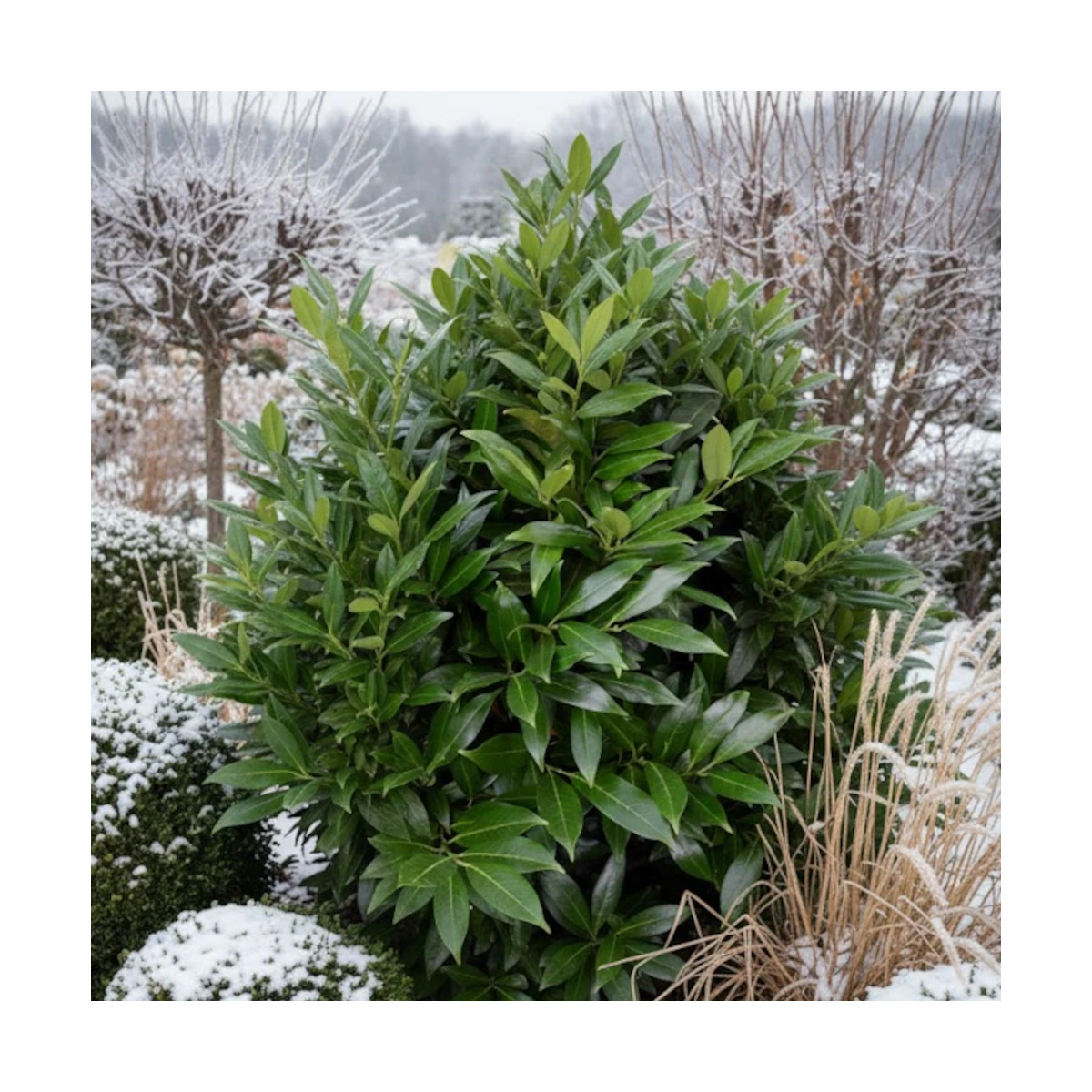 Laurier palme Herbergii, Laurier-cerise Laurier palme Herbergii, Laurier-cerise