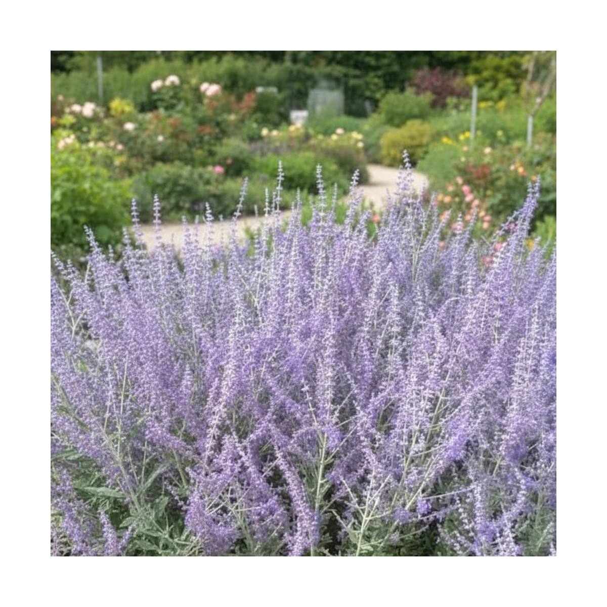 Lavande d'Afghanistan Silvery Blue, Sauge Russe, Perovskia