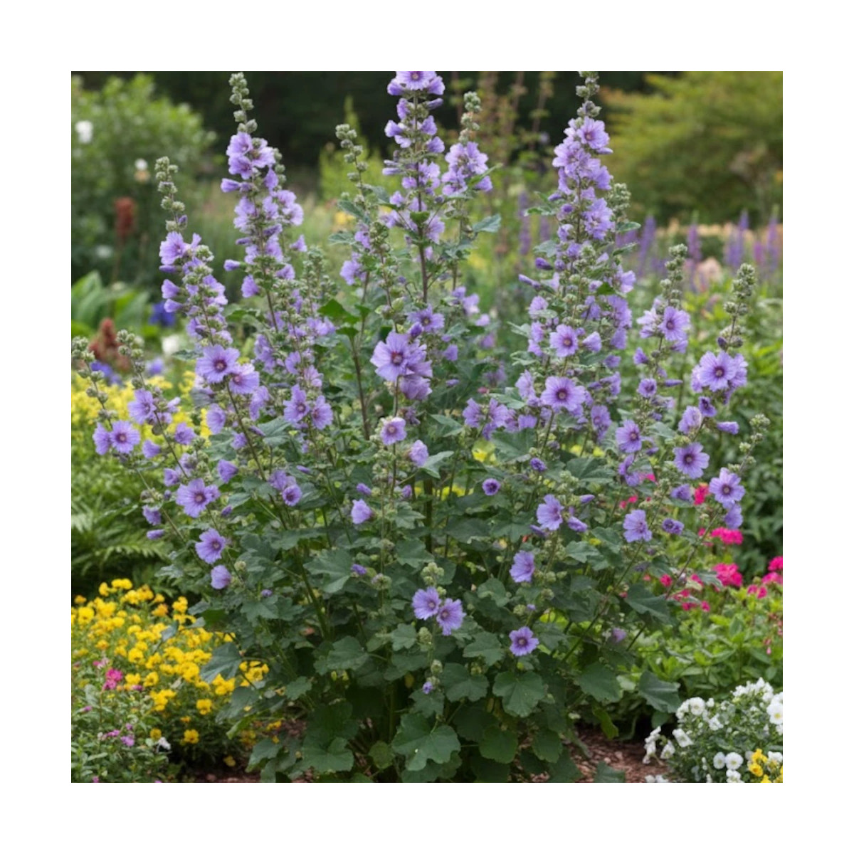 Lavatère Blue Bird® 'Renlav', Mauve en arbre, Lavatera Lavatère Blue Bird® 'Renlav', Mauve en arbre, Lavatera