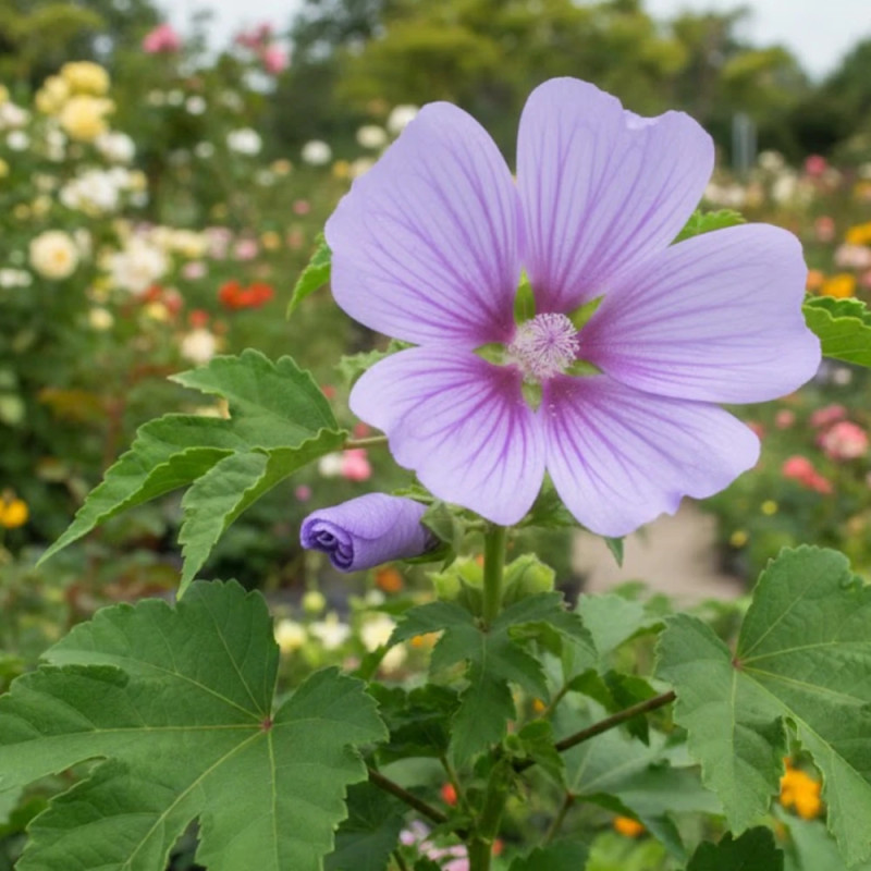 Lavatère Blue Bird® 'Renlav', Mauve en arbre, Lavatera