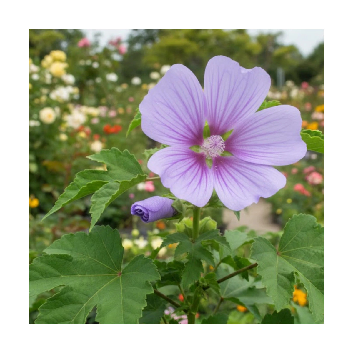 Lavatère Blue Bird® 'Renlav', Mauve en arbre, Lavatera Lavatère Blue Bird® 'Renlav', Mauve en arbre, Lavatera
