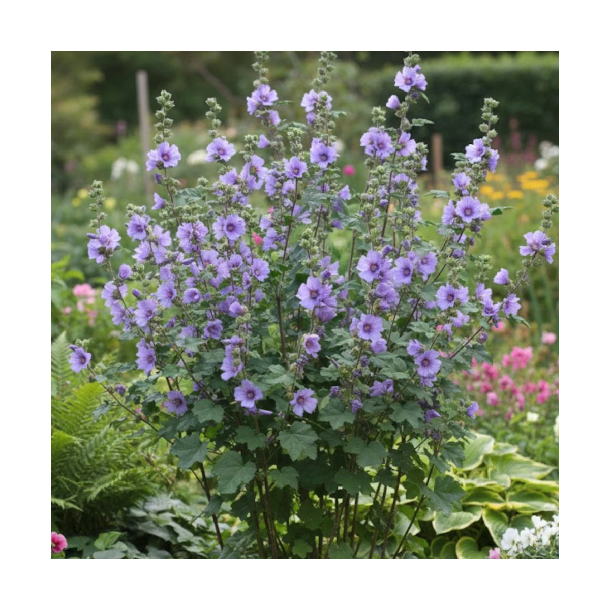 Lavatère Blue Bird® 'Renlav', Mauve en arbre, Lavatera Lavatère Blue Bird® 'Renlav', Mauve en arbre, Lavatera