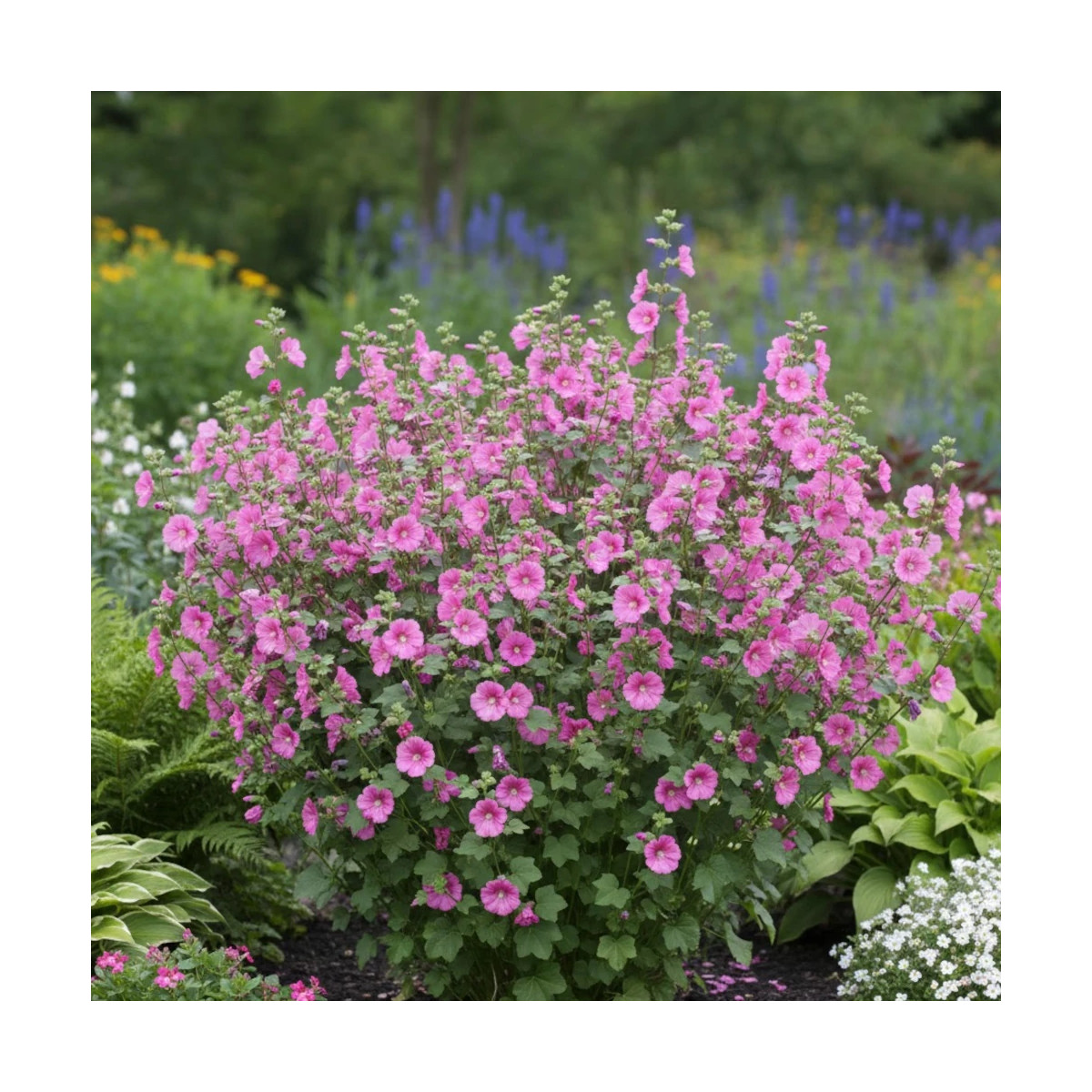 Lavatère Bredon Spring, Mauve en arbre, Lavatera