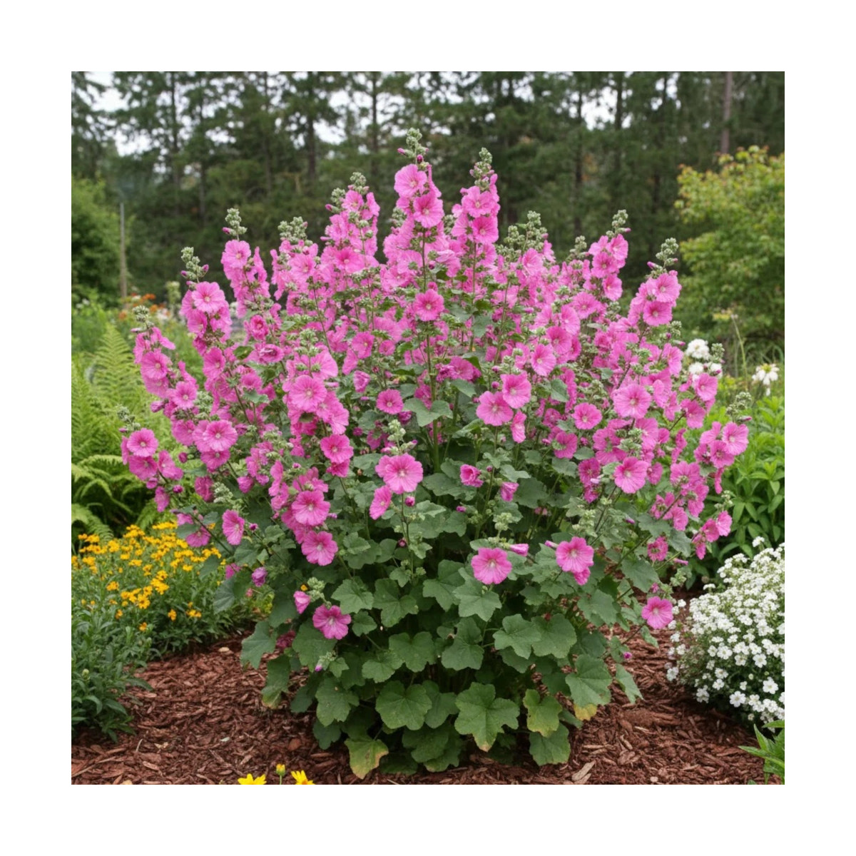 Lavatère Bredon Spring, Mauve en arbre, Lavatera