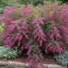 Lespedeza de Thunberg