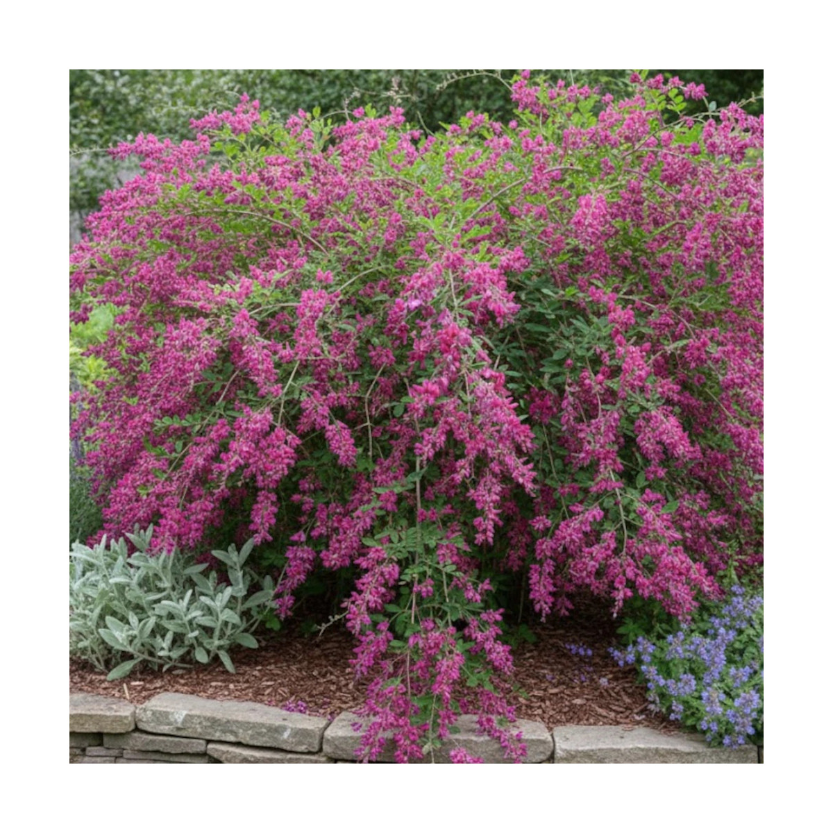 Lespedeza de Thunberg