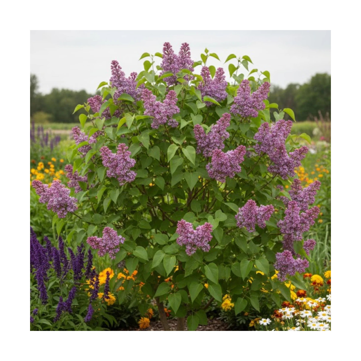 Lilas commun Belle de Nancy, Syringa Lilas commun Belle de Nancy, Syringa