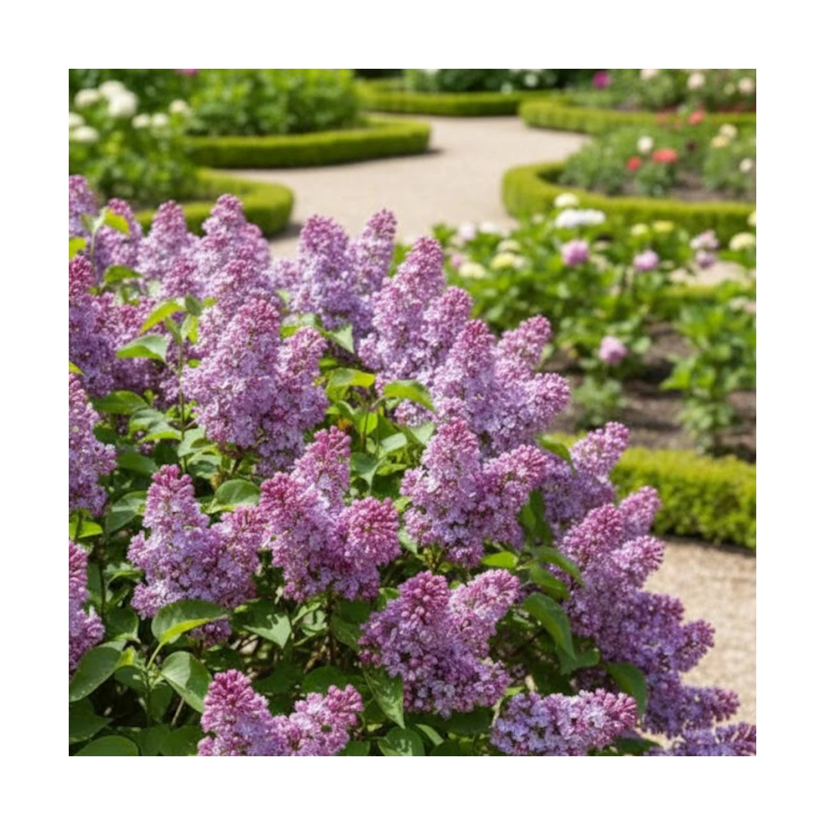 Lilas commun Belle de Nancy, Syringa Lilas commun Belle de Nancy, Syringa