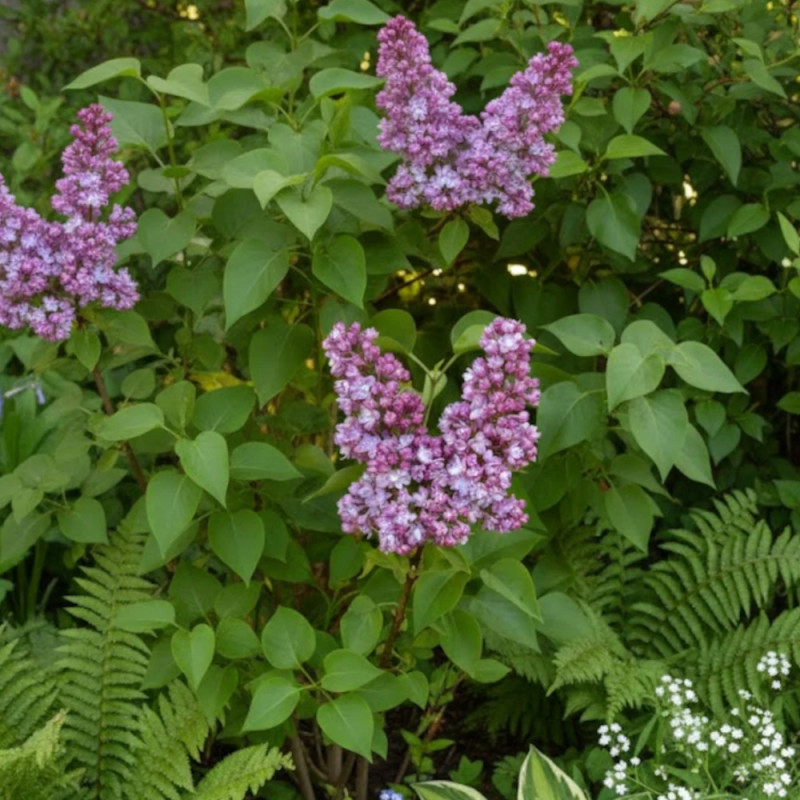 Lilas commun Belle de Nancy, Syringa