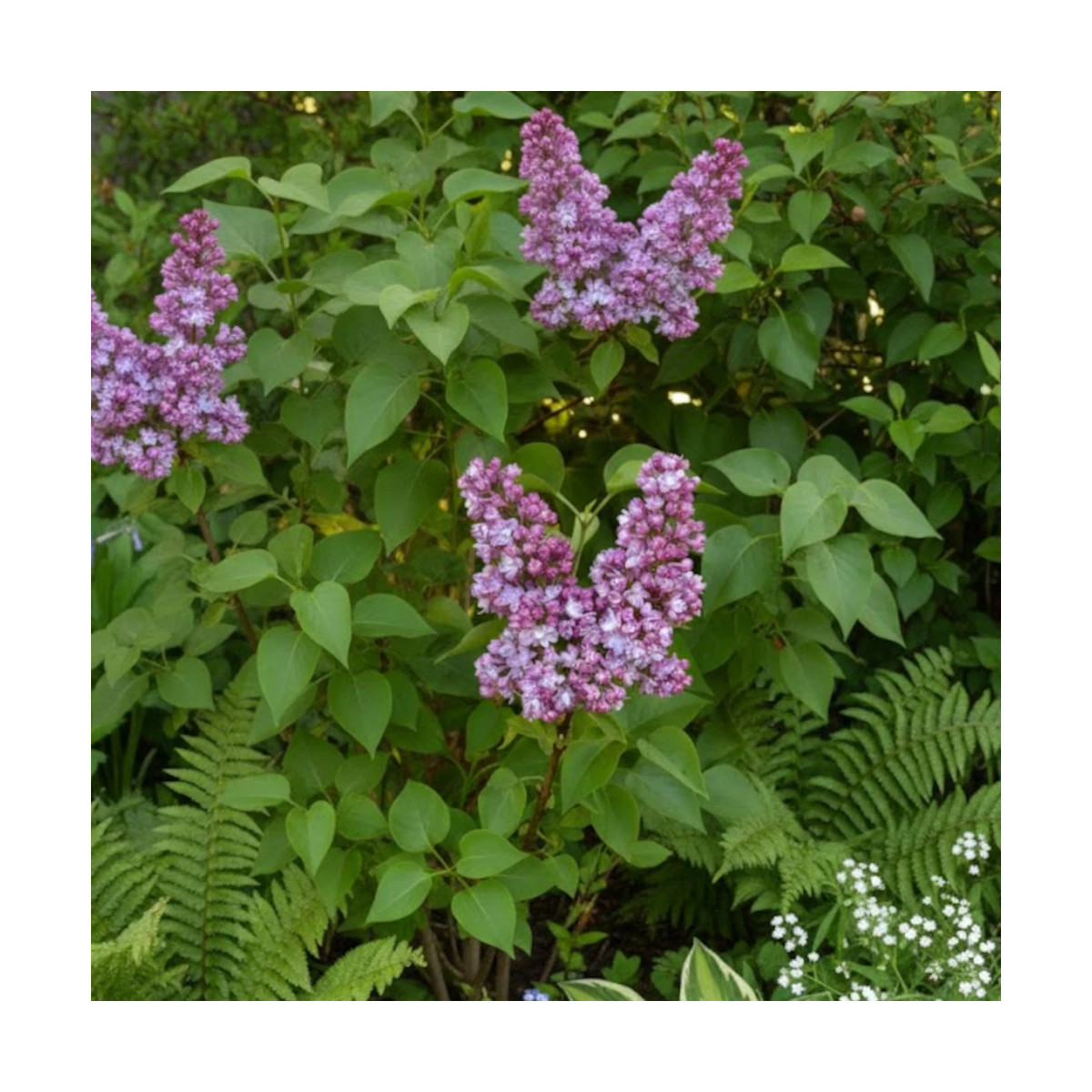 Lilas commun Belle de Nancy, Syringa Lilas commun Belle de Nancy, Syringa