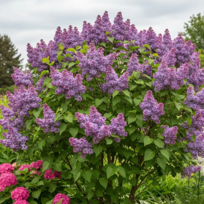 Lilas commun Katherine Havemeyer, Syringa
