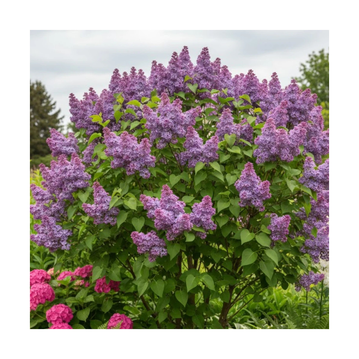 Lilas commun Katherine Havemeyer, Syringa Lilas commun Katherine Havemeyer, Syringa