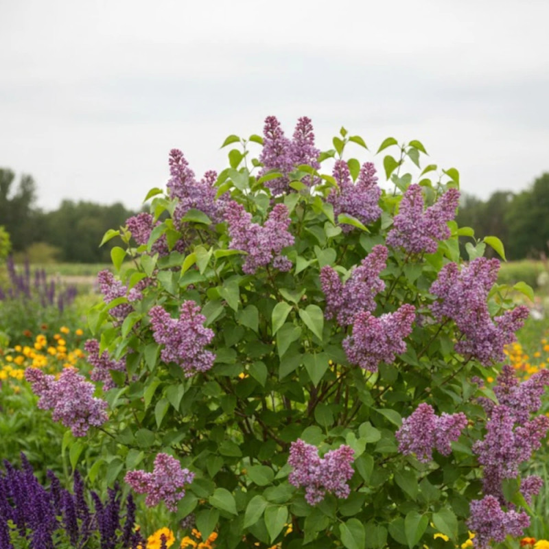 Lilas commun Katherine Havemeyer, Syringa