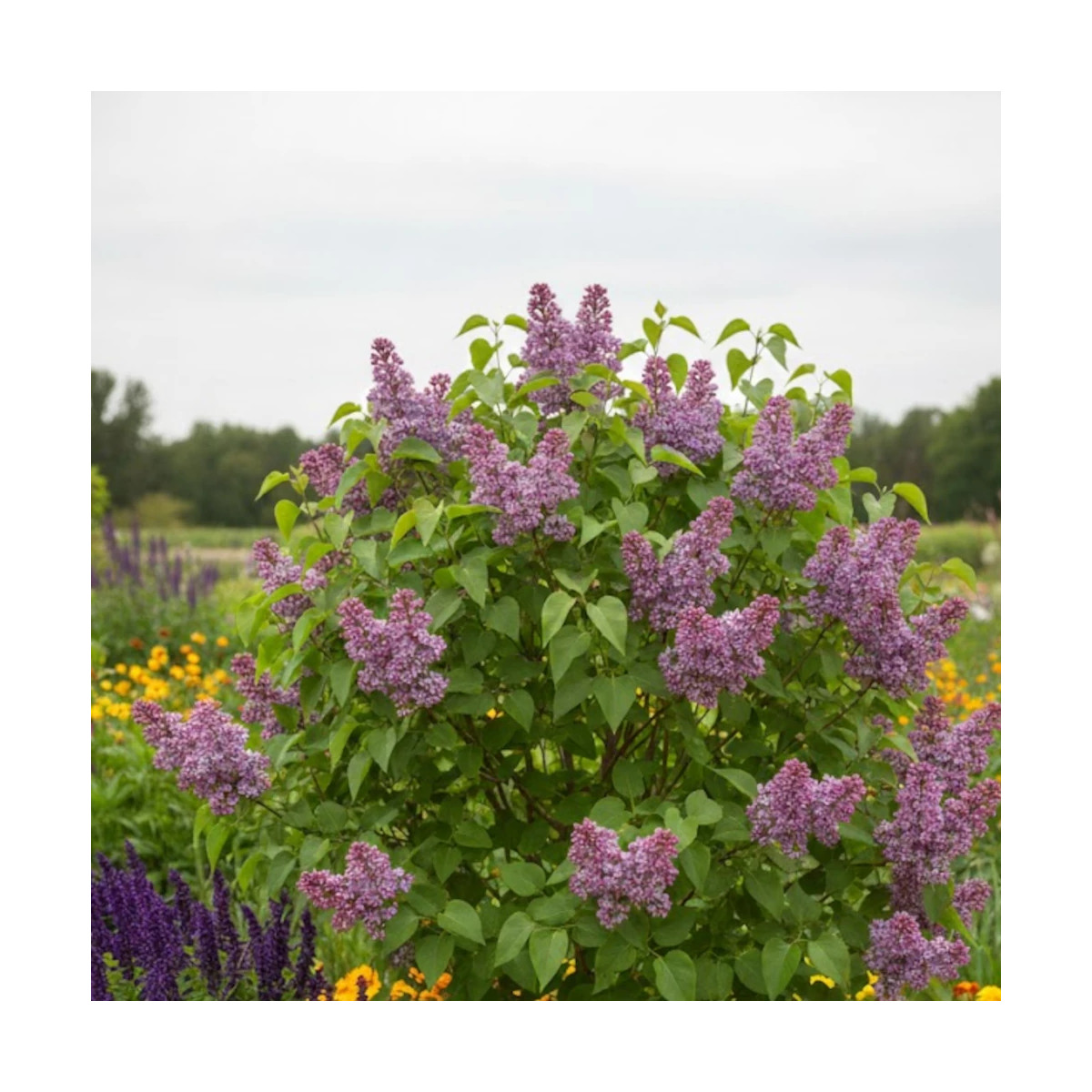 Lilas commun Katherine Havemeyer, Syringa Lilas commun Katherine Havemeyer, Syringa