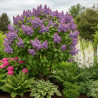 Lilas commun Kindy Rose® - SILENCE, ça pousse !, Syringa