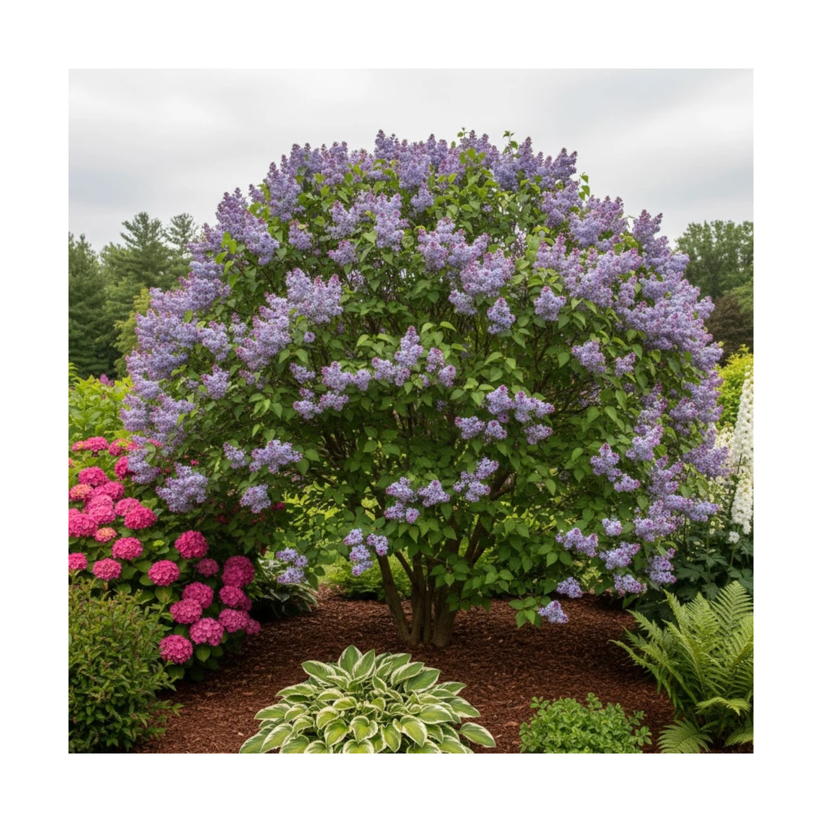 Lilas commun Nadezhda, Syringa Lilas commun Nadezhda, Syringa
