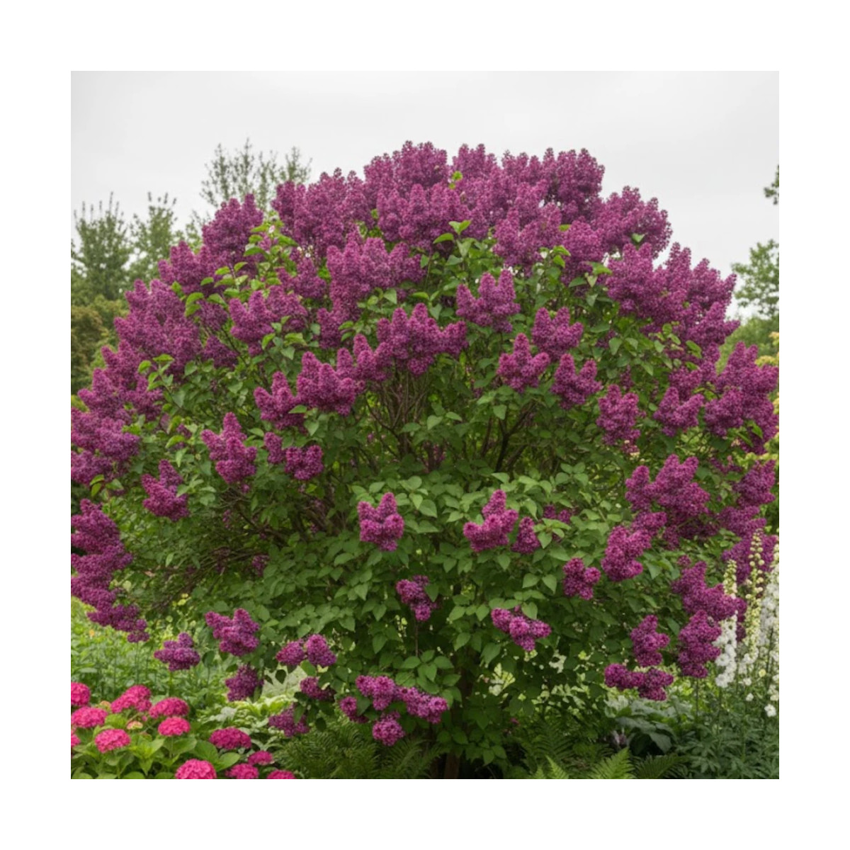 Lilas commun Souvenir de Louis Spaeth - SILENCE, ça pousse !, Syringa Lilas commun Souvenir de Louis Spaeth - SILENCE, ça pousse !, Syringa