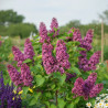 Lilas commun Souvenir de Louis Spaeth - SILENCE, ça pousse !, Syringa