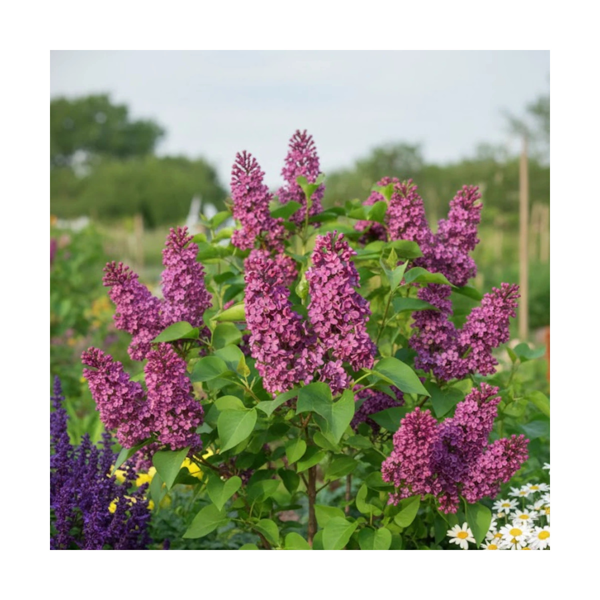 Lilas commun Souvenir de Louis Spaeth - SILENCE, ça pousse !, Syringa Lilas commun Souvenir de Louis Spaeth - SILENCE, ça pousse !, Syringa