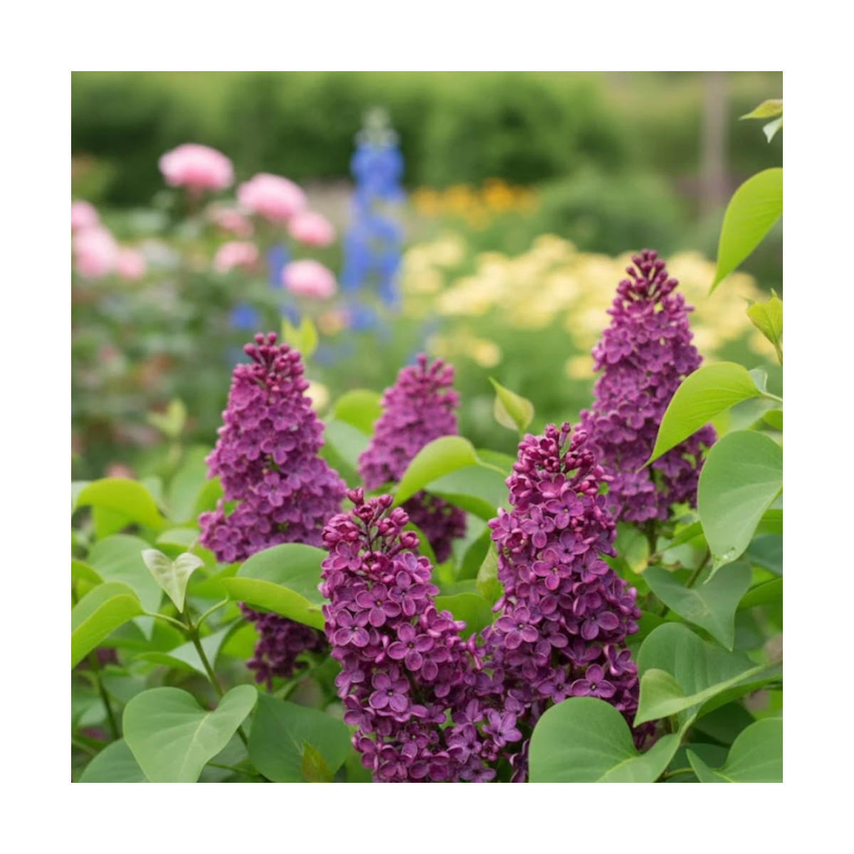 Lilas commun Souvenir de Louis Spaeth - SILENCE, ça pousse !, Syringa Lilas commun Souvenir de Louis Spaeth - SILENCE, ça pousse !, Syringa
