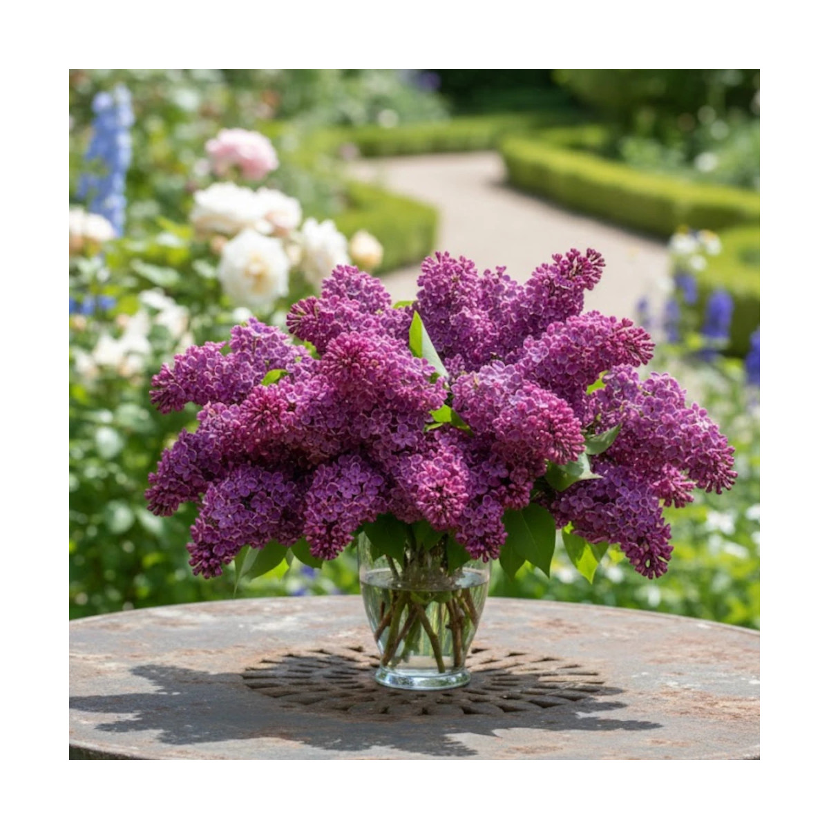 Lilas commun Souvenir de Louis Spaeth - SILENCE, ça pousse !, Syringa Lilas commun Souvenir de Louis Spaeth - SILENCE, ça pousse !, Syringa