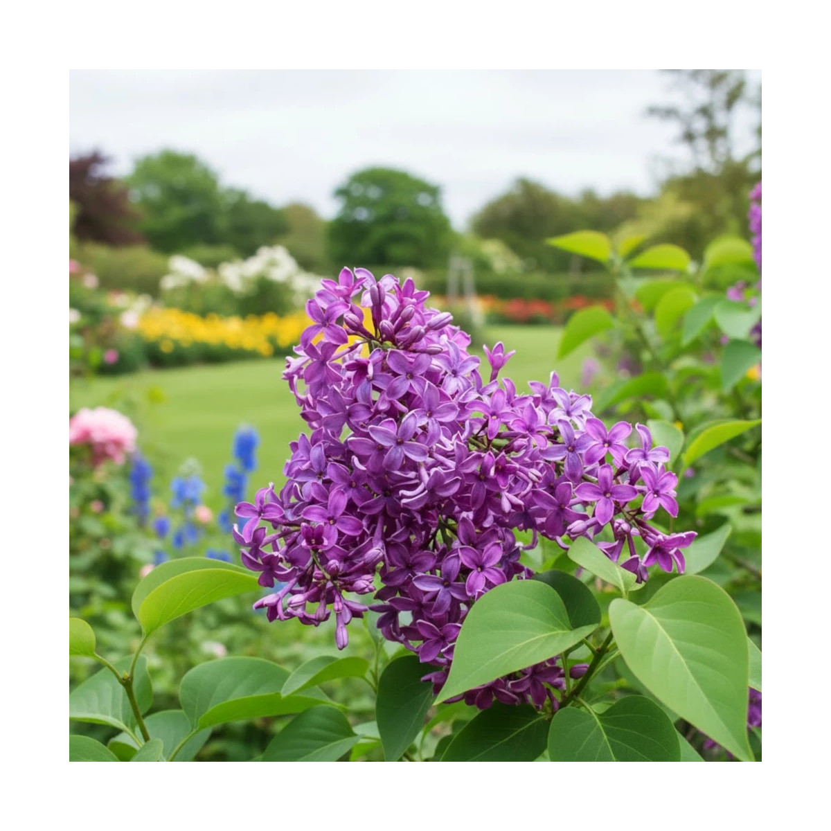 Lilas de Rouen Saugeana, Syringa