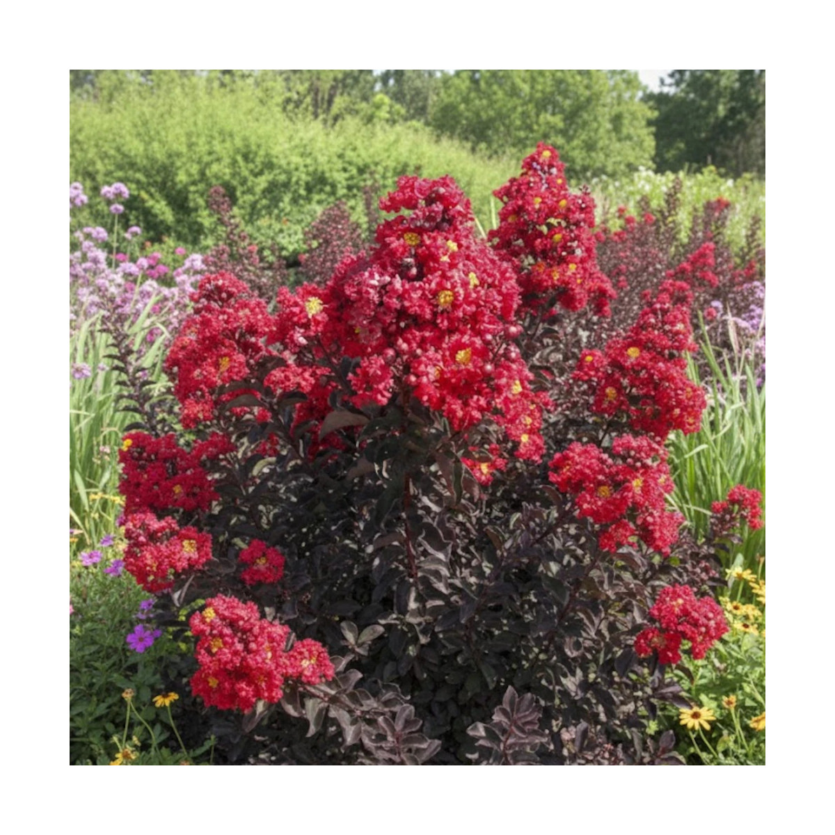 Lilas des Indes Black Diamond® Crimson Red™, Lagerstroemia