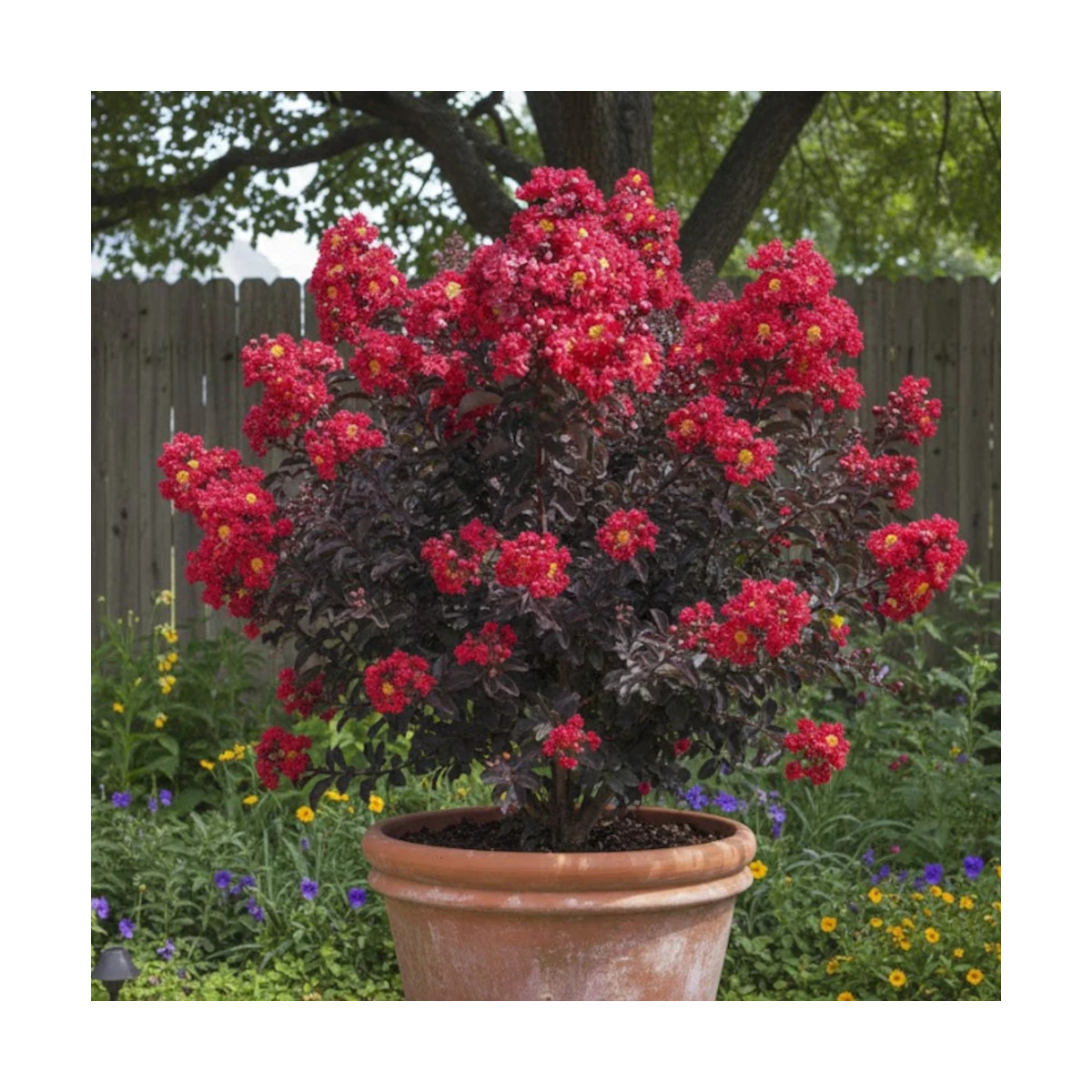 Lilas des Indes Black Diamond® Crimson Red™, Lagerstroemia