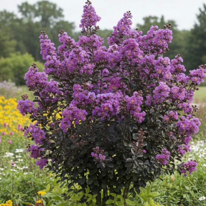 Lilas des Indes Black Diamond® Lavender Lace™, Lagerstroemia