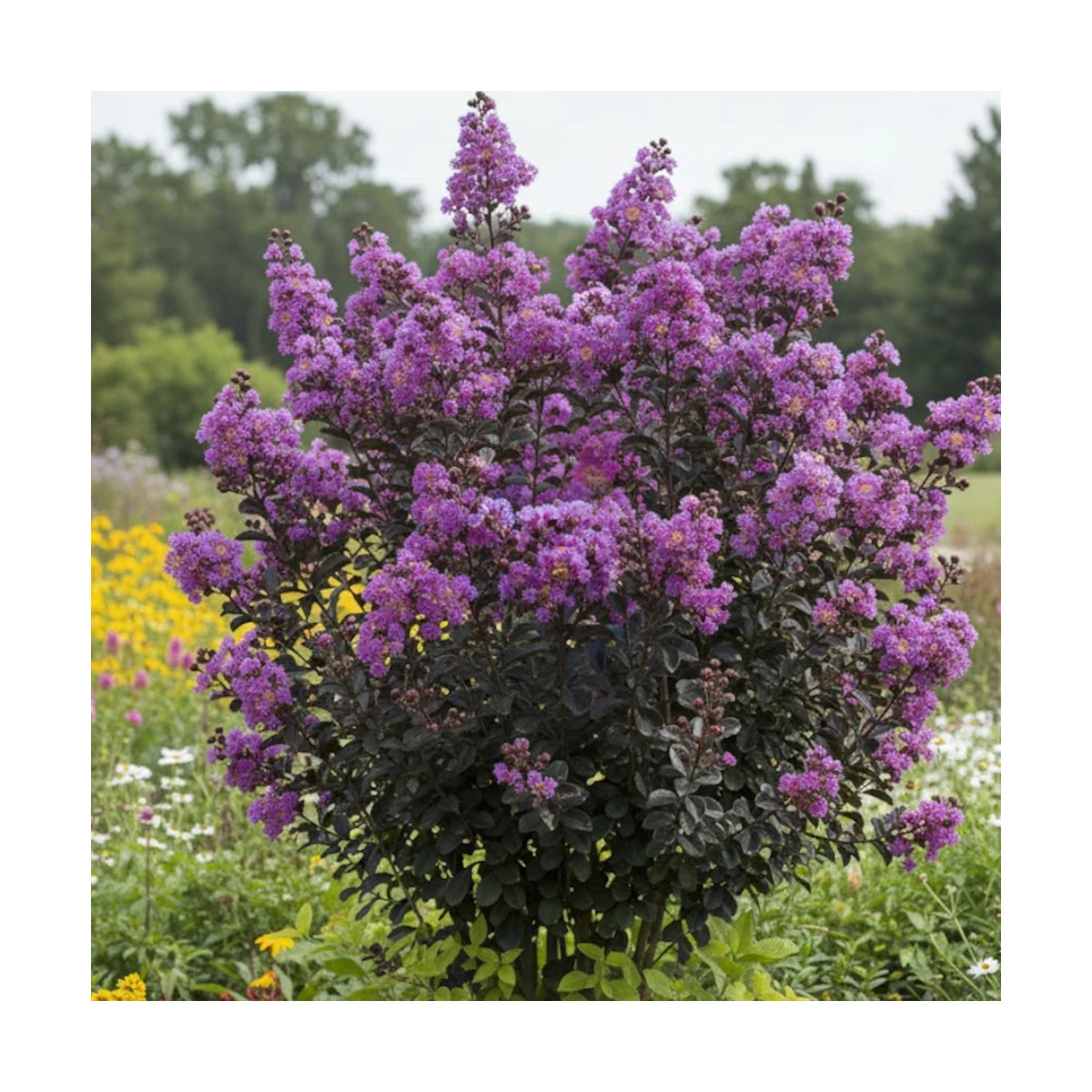 Lilas des Indes Black Diamond® Lavender Lace™, Lagerstroemia