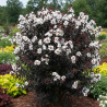 Lilas des Indes Black Diamond® Pure White™, Lagerstroemia