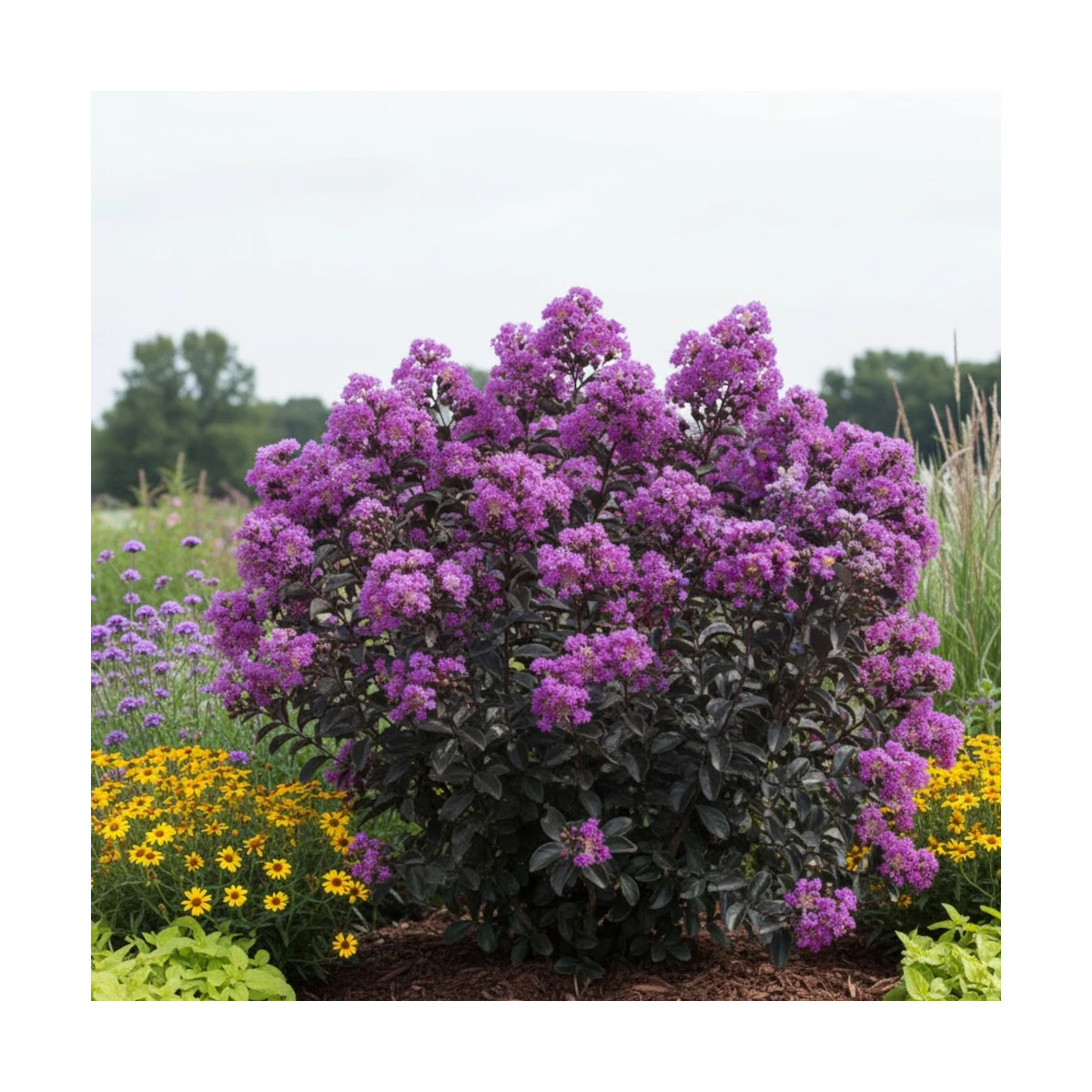 Lilas des Indes Black Diamond® Purely Purple™, Lagerstroemia