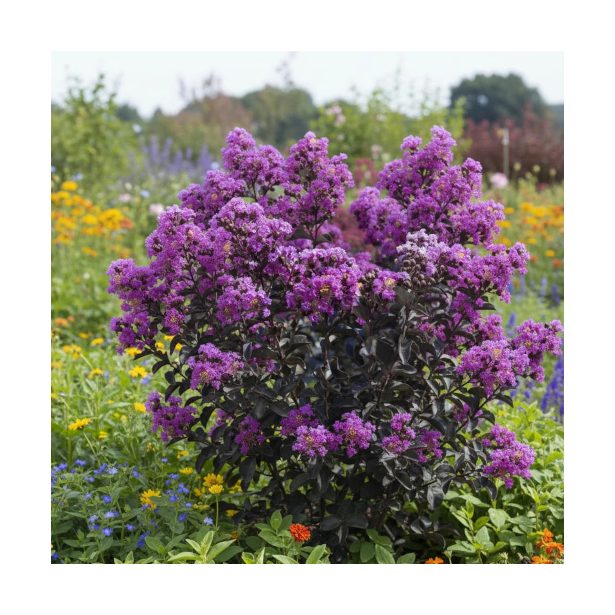 Lilas des Indes Black Diamond® Purely Purple™, Lagerstroemia